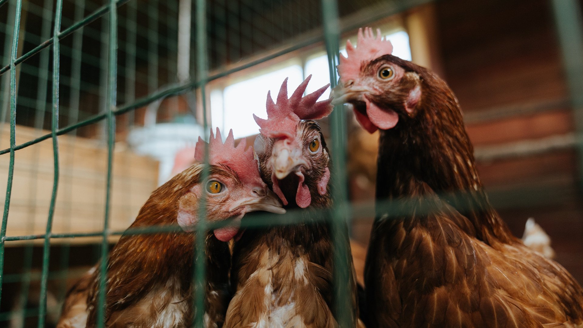 《全球电竞市场突破50亿美元,亚太地区领跑行业增长》,全球电竞产业规模