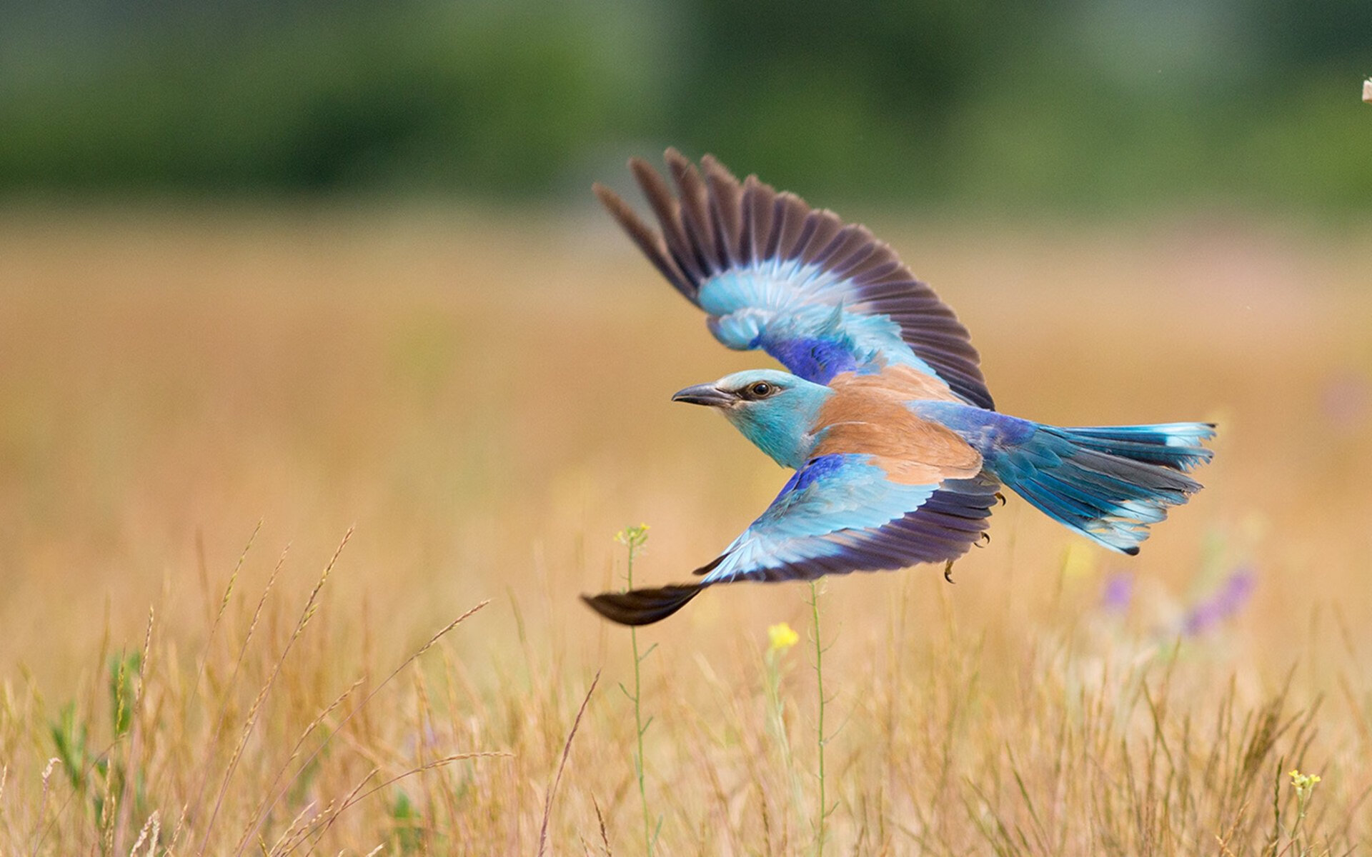 意甲“明星战”，精彩表现助推球队升华，意甲大牌球星