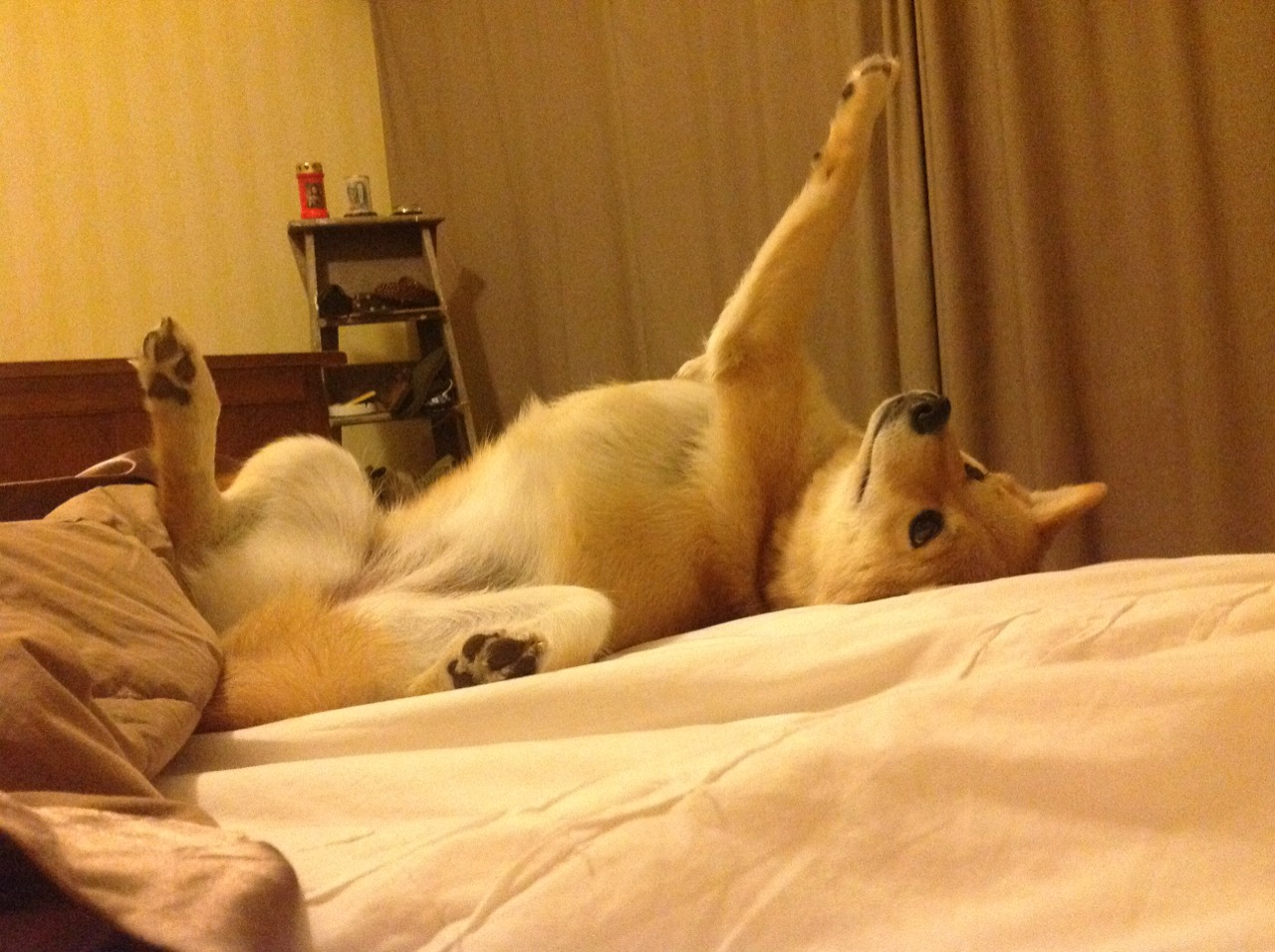 “德甲惊喜不断,新晋强队追逐榜首”,德甲老牌强队