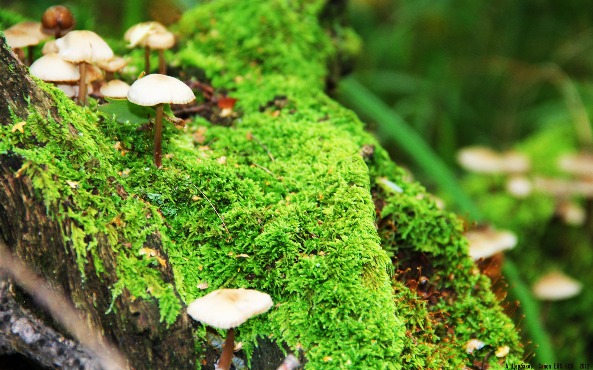 “传奇再现:曾经的霸主球队回顾”,“传奇霸主”