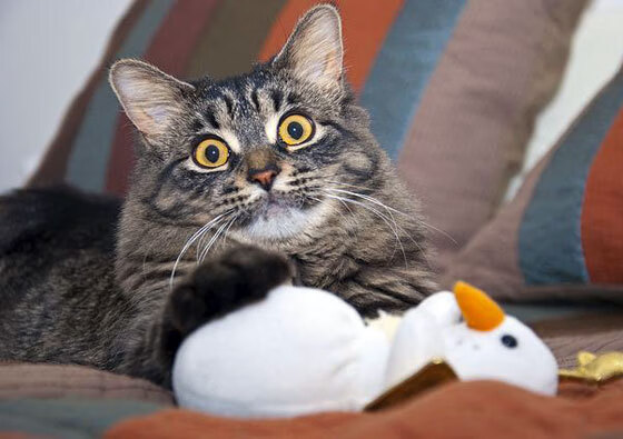 “德甲豪强轮番上演精彩进球,比赛激动人心”,德甲进球集锦