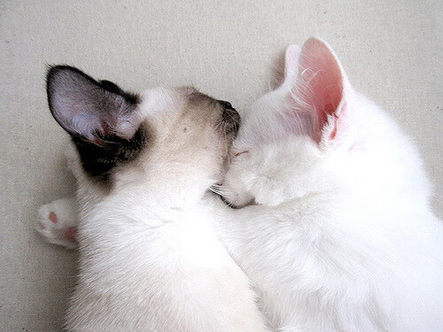 “意甲名将状态火热,球队欲绘新篇章”,意甲成员