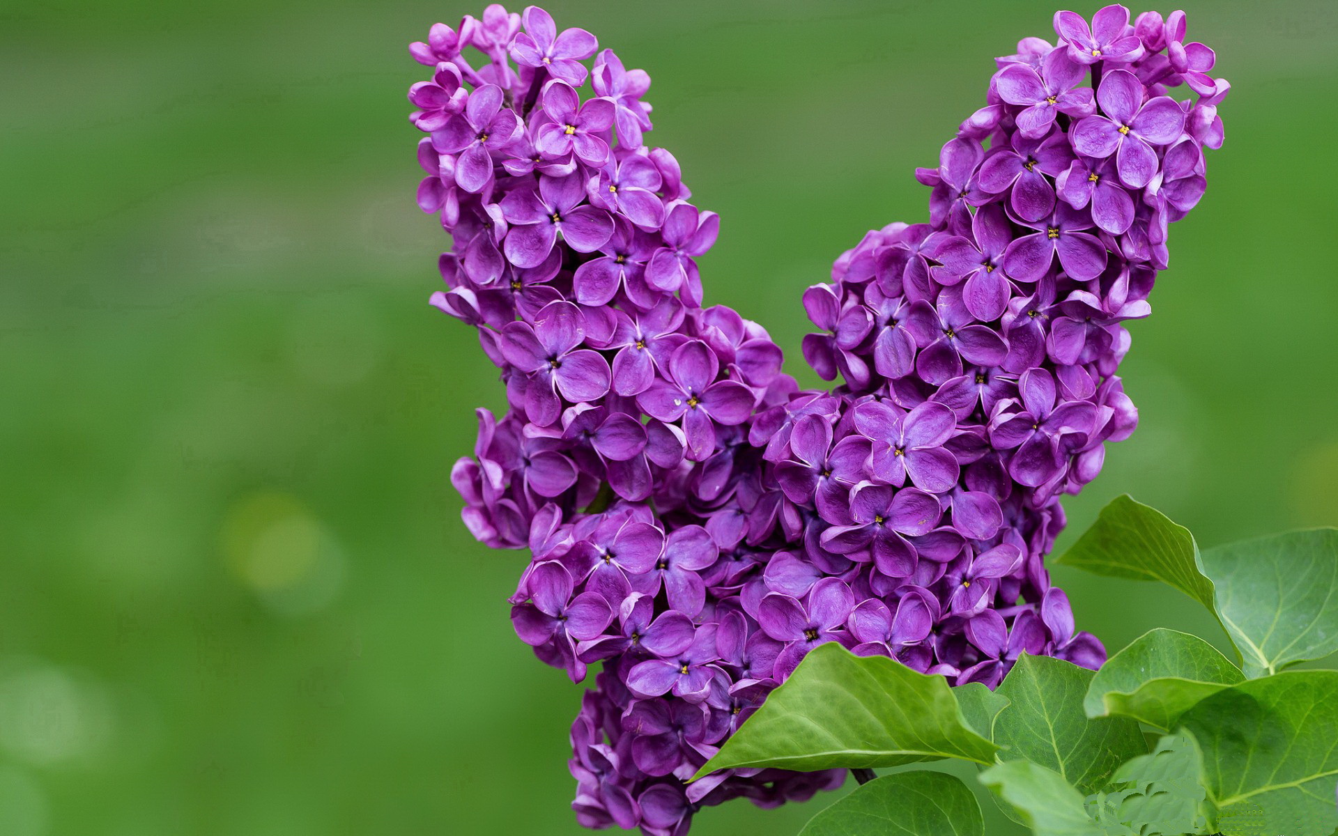 【极速比赛时代】比赛节奏由新规则重塑，运动员如何应变？，竞速比赛规则