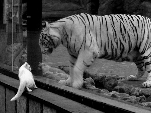 中国瑜伽协会与印度瑜伽联盟签署合作协议,中印瑜伽培训联盟